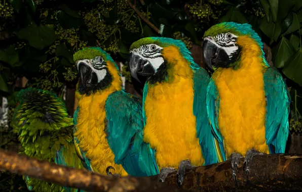 Картинка птицы, ветка, попугаи, трио, ара, Сине-жёлтый ара