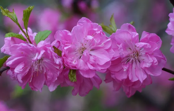 Картинка цветы, вишня, ветка, лепестки, сакура, розовые, бутоны