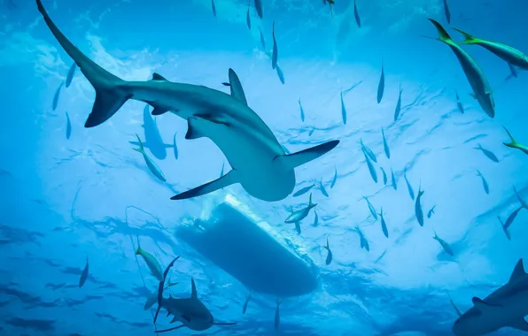 Картинка Shark, Ocean, Diving
