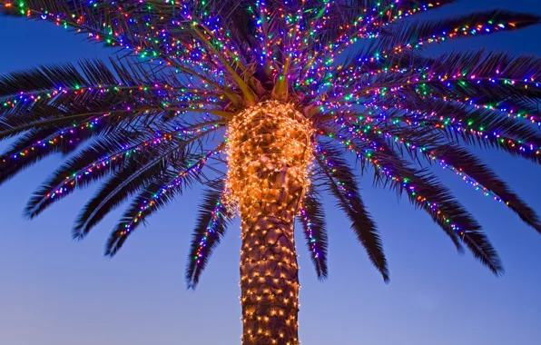 Картинка пальма, новый год, рождество, Калифорния, США, гирлянда, долина Темекула