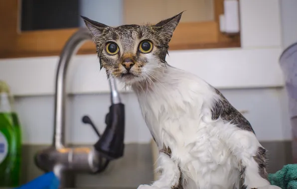 Картинка кот, мокрый, душ