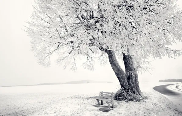 Картинка зима, дорога, лес, снег, пейзаж, скамейка, природа, дерево, обои, горизонт, мороз, лавочка, 1920x1080