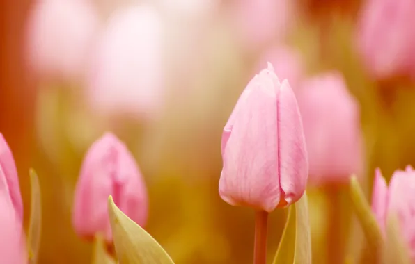 Картинка макро, свет, цветы, природа, цвет, тюльпан, обработка, весна, размытость, тюльпаны, розовые, бутоны