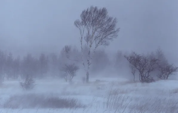 Картинка деревья, Зима, Снег, береза
