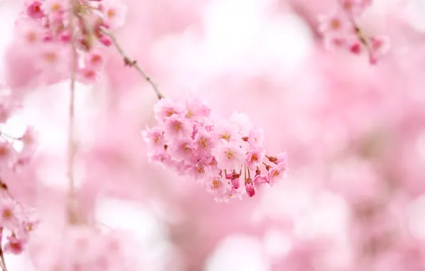 Картинка цветы, природа, розовый, ветви, нежность, цвет, весна, сакура, розовые, цветение