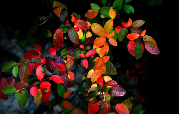 Картинка осень, листья, ветки, фон, куст