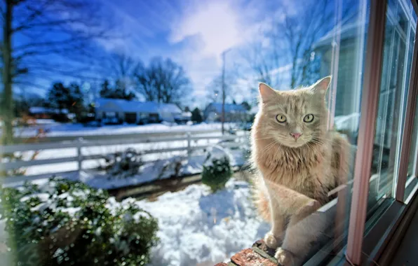 Картинка зима, кошка, свет, окно, Gregory J Scott Photography