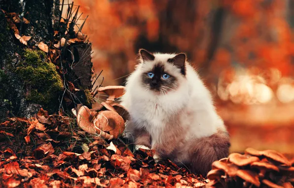 Картинка осень, кошка, глаза, взгляд, природа, листва, грибы, Кот, голубые, боке, пушистая