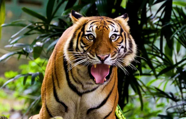 Картинка усы, взгляд, морда, тигр, удивленный, индийский, полосатая кошка