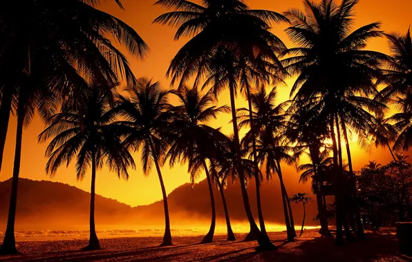 Картинка закат, тропики, пальмы, вечер