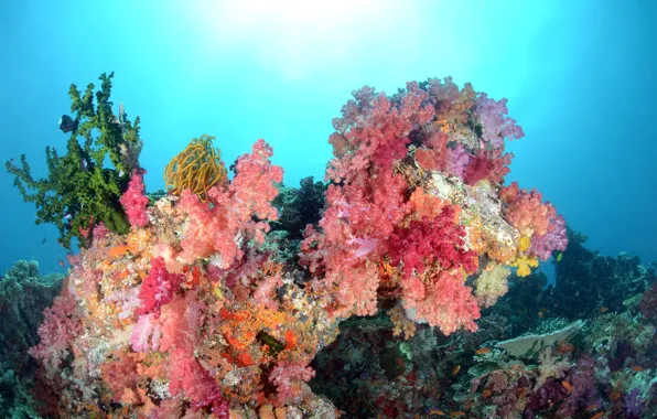 Картинка море, цвета, вода, рыбки, кораллы, подводный мир