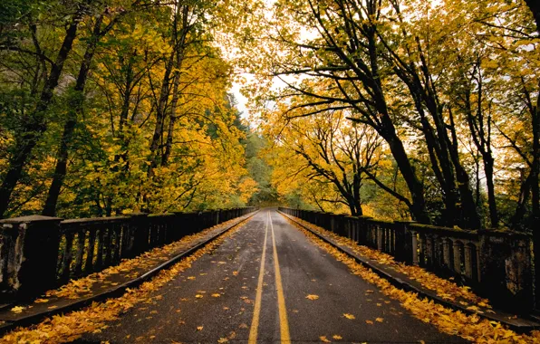 Картинка дорога, осень, мост, природа, листва