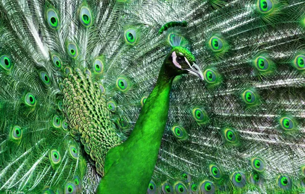 Картинка зеленый, птица, перья, хвост, павлин, красивый