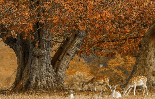Картинка осень, дерево, олени
