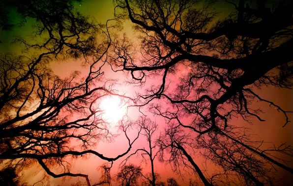 Картинка лес, небо, деревья, ветки, природа, Калифорния, США, Лос-Анджелес, Angeles National Forest, Tujunga