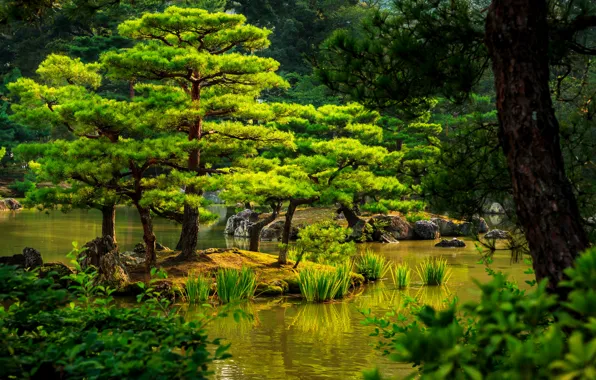 Картинка зелень, деревья, пруд, камыши, камни, Япония, сад, Kyoto, кусты