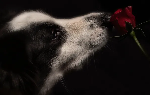Картинка цветок, роза, собака