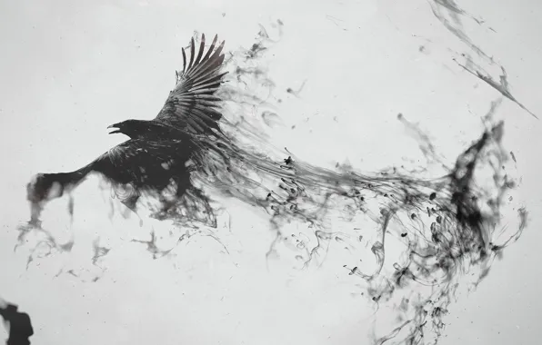 Картинка птица, черный, след, ворон