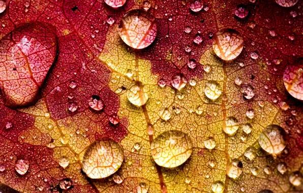 Картинка осень, вода, капли, макро, желтый, природа, лист, прожилки, бордовый
