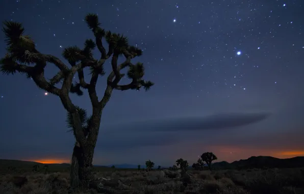 Картинка Песок, Дерево, Ночь, Пустыня, Мексика, Калифорния, США, Звёзды, Joshua Tree National Park