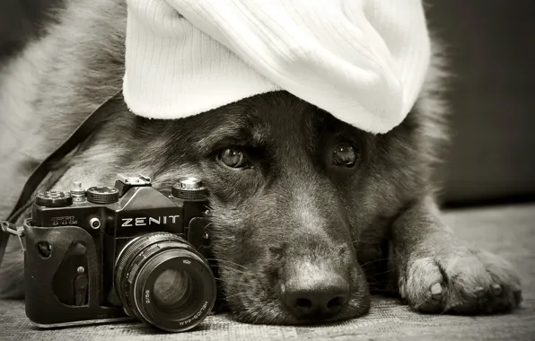 Картинка друг, собака, Zenit, Немецкая овчарка