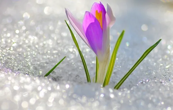 Картинка цветок, снег, мило, весна, flower, крокус, подснежник, spring, март