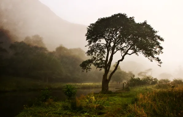 Картинка природа, река, дождь, дерево