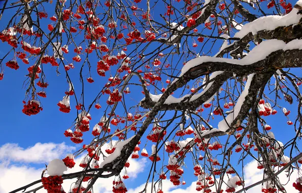 Картинка небо, снег, ягоды, дерево, рябина