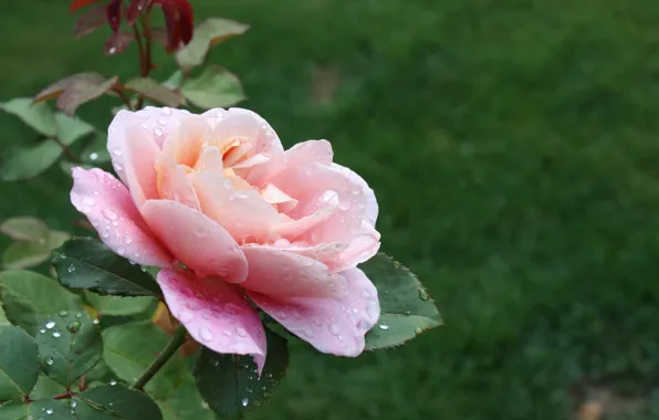 Картинка Капли, Розовая роза, Pink rose, Drops