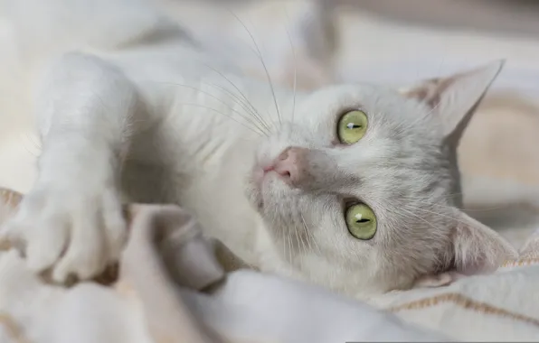 Картинка кошка, глаза, мордочка, белая кошка