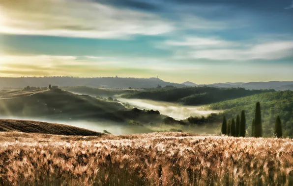 Картинка поле, природа, туман, утро