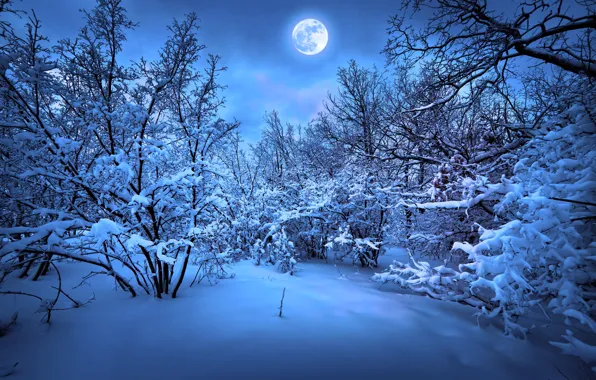 Картинка зима, снег, деревья, природа, елка, Новый год, Nature, new year, trees, winter, snow, merry christmas, …