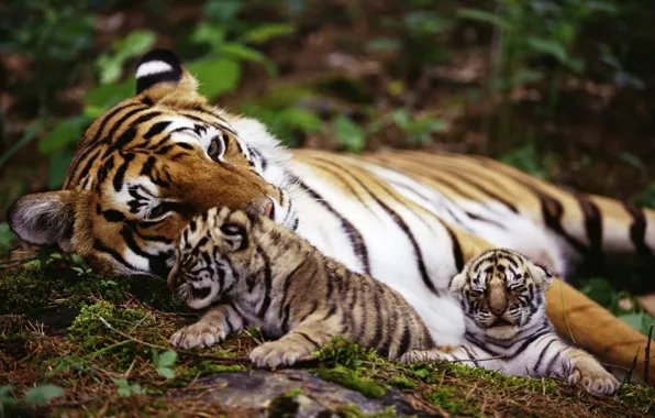 Картинка животные, природа, тигр, animals, nature, tigers