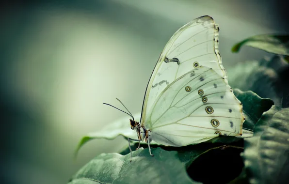 Картинка бабочка, листва, Морфо