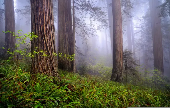 Картинка лес, природа, туман, весна, утро, Калифорния, США, Redwoods, By Rob Macklin