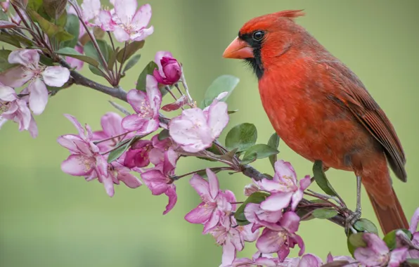 Картинка птица, ветка, весна, яблоня, цветение, цветки, кардинал, Красный кардинал