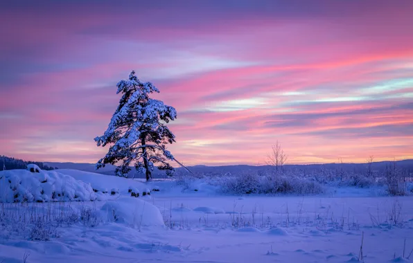 Картинка зима, снег, закат, дерево, сугробы, Швеция, Sweden, сосна, Вермланд, Arvika, Varmland County, Арвика
