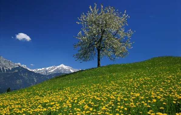 Картинка небо, цветы, горы, дерево, одуванчик, Австрия, луг