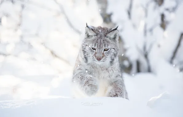 Картинка зима, кошка, снег, снежный, день, фотограф, белый фон, рысь, играет, photography, Cecilie Sonsteby