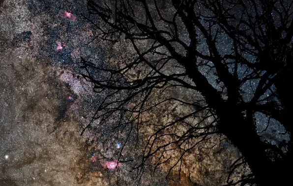 Картинка космос, звезды, дерево, млечный путь