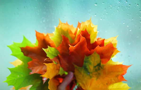 Картинка осень, стекло, листья, вода, макро, желтый, красный, зеленый, фон, дождь, обои, рука, wallpaper, листочки, широкоформатные, …