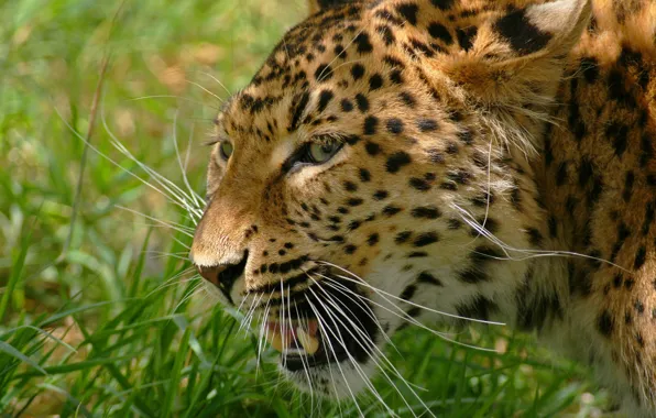 Картинка трава, усы, морда, фото, хищник, леопард, оскал, дикая кошка, rosswillett