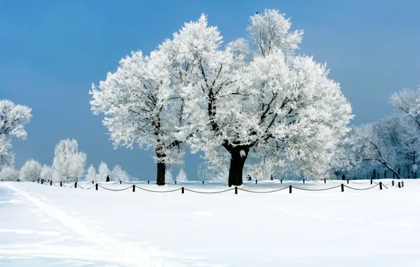 Картинка зима, иней, снег, деревья, Природа