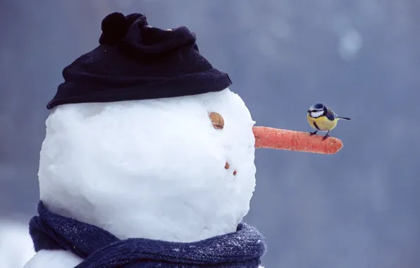 Картинка зима, глаза, снег, шапка, рот, шарф, нос, орех, снеговик, сидит, смотрит, морковь, синица