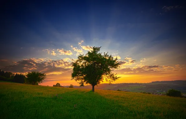 Картинка зелень, лето, небо, трава, солнце, облака, лучи, пейзаж, цветы, свежесть, природа, дерево, рассвет, утро, склон, …