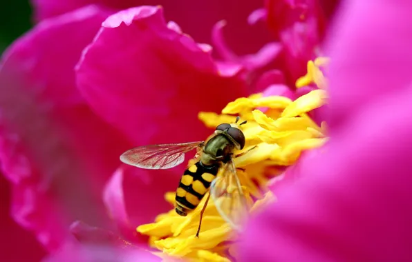 Картинка цветок, розовый, Пчела, лепестки
