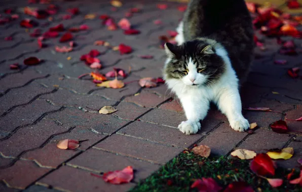 Картинка осень, кошка, трава, кот, листья, плитка, лапы, пушистая