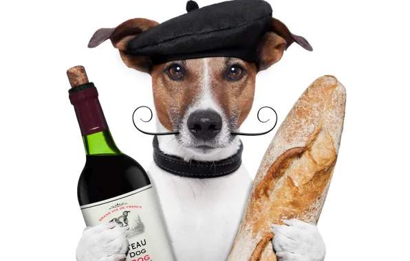 Картинка усы, вино, бутылка, собака, юмор, лапы, хлеб, белый фон, кепка, батон, Джек-рассел-терьер