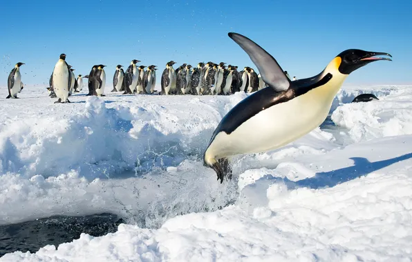 Картинка снег, птицы, прыжок, пингвины, Антарктида, Императорский пингвин