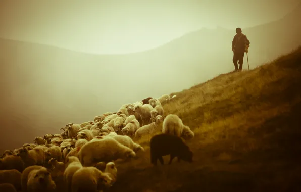 Картинка животные, горы, пейзажи, овцы, красота, овечки, пастух, Shepherd, пастырь